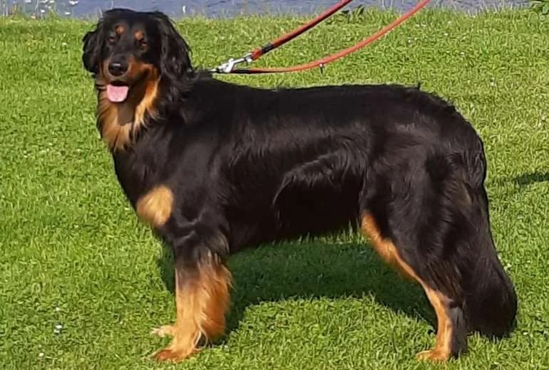 Sanoek (HSB: Ovett vom Hundsbuhl)