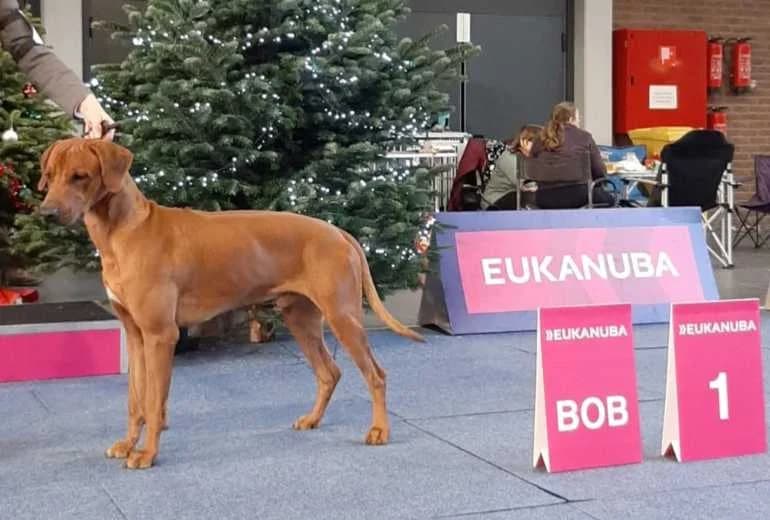 Oudsberge Dogs Voko Vongo