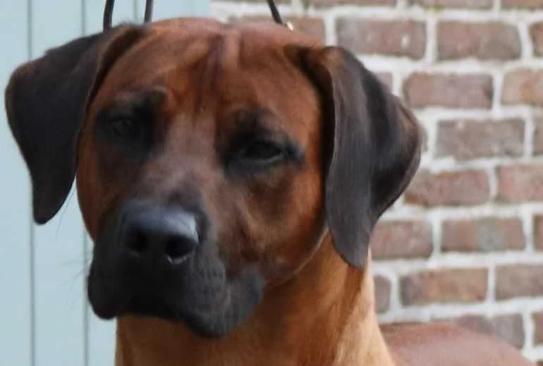 Oudsberge Dogs Ushamwari
