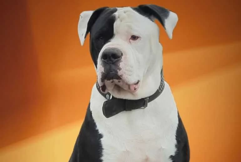 Oudsbergen Dogs XIBOR