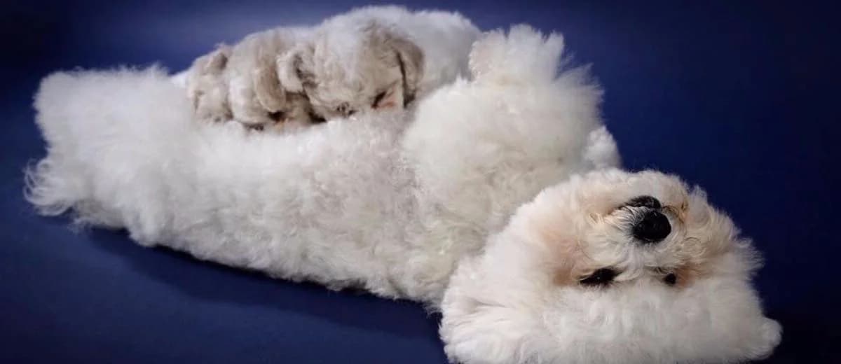 Nedina’s Snuggle Pups