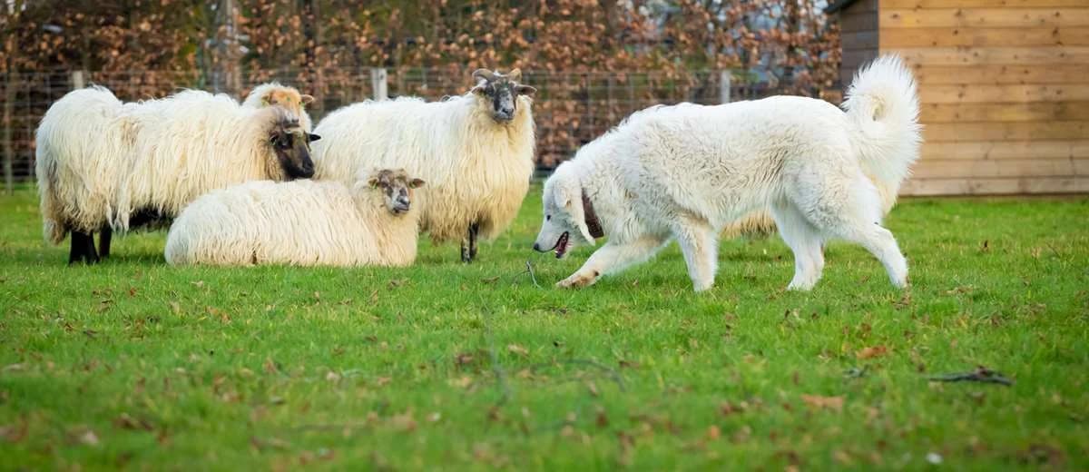 Blukboshoeve & Kennel van het Blukbos