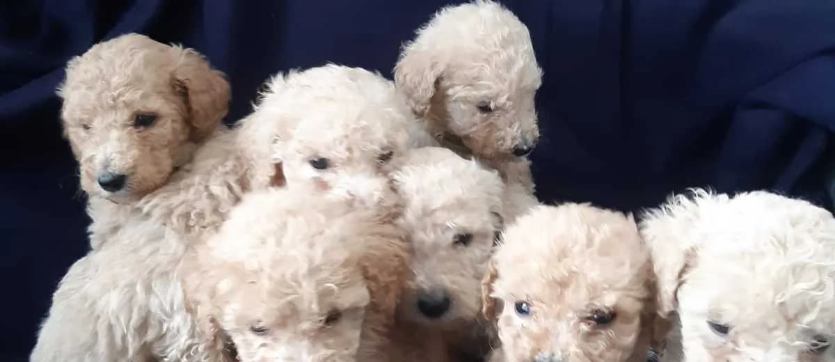 kennel van hoop en liefde logo