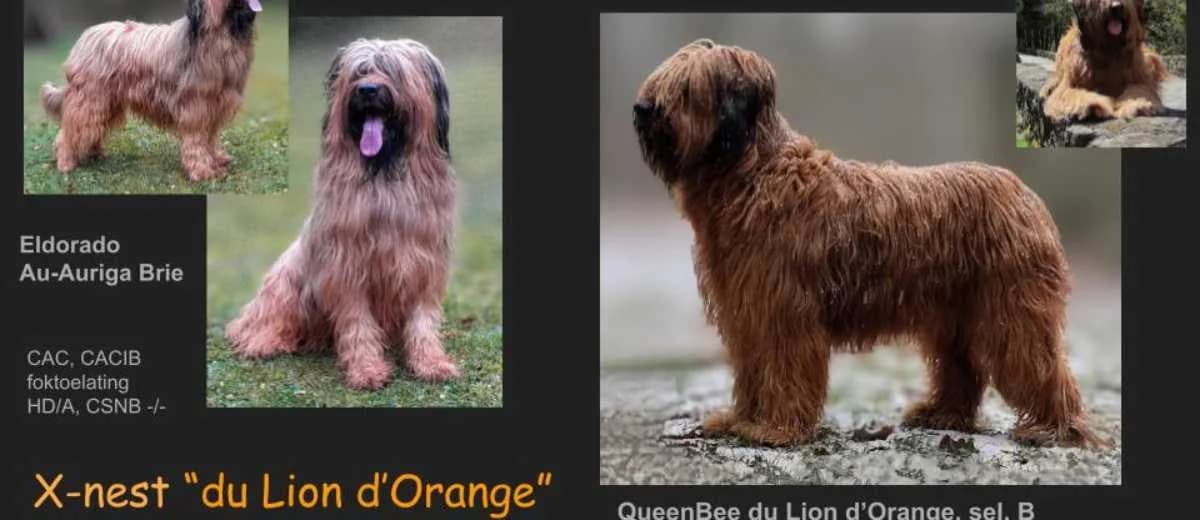 Briards du Lion d'Orange