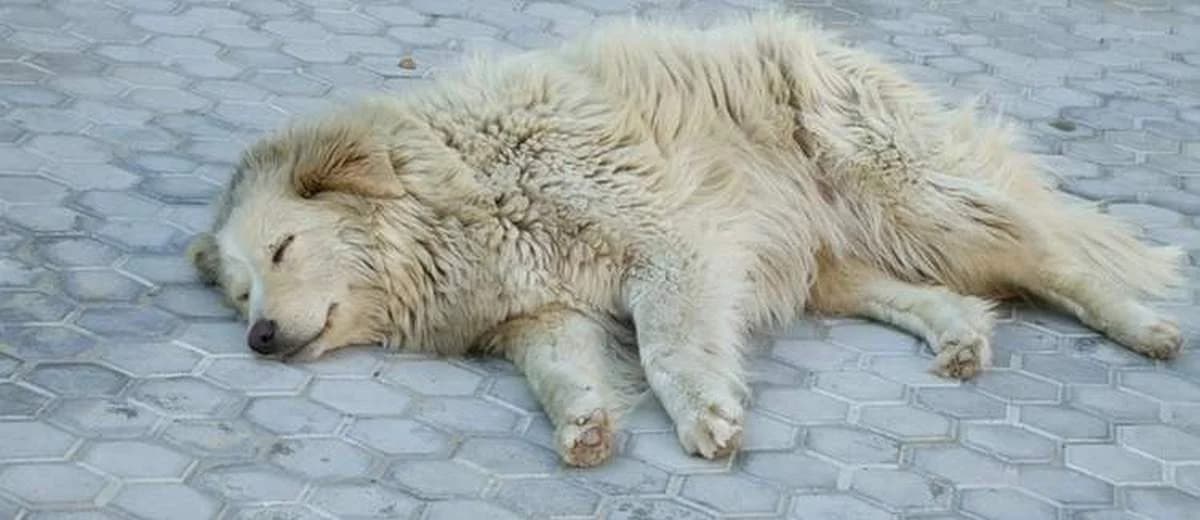 Dierenwelzijn in de startblokken