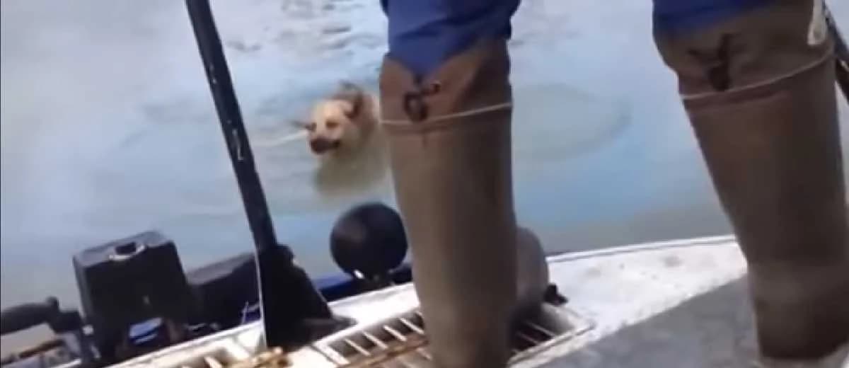 Hond gered uit ijskoud water