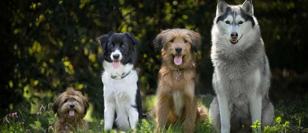 Welke hond past bij jou?