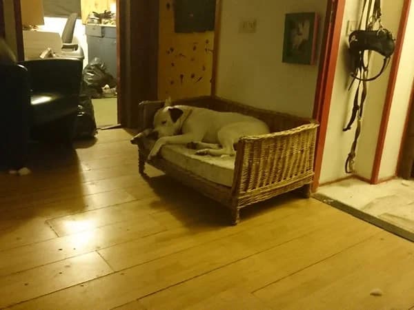 maximus