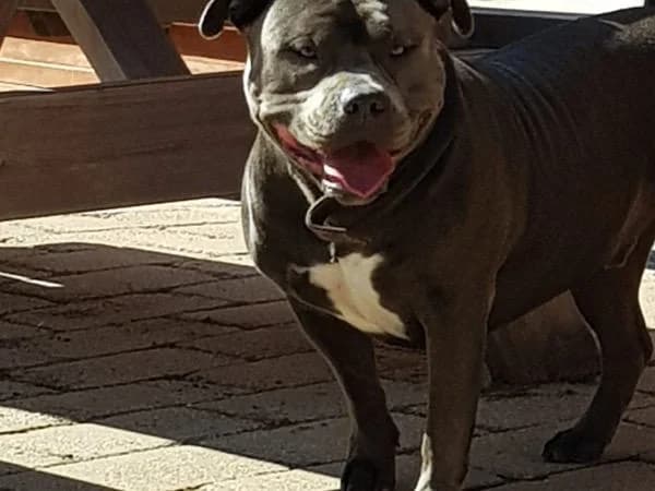 Tyson