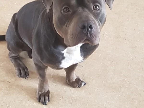 Kimbo