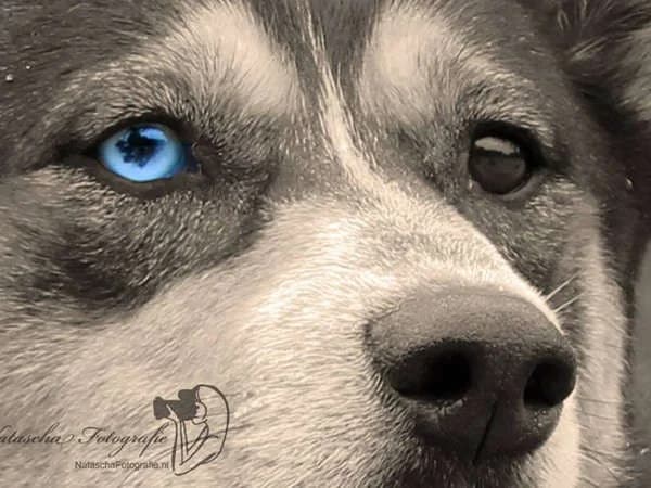 Zaniya Tipi American Indian Dog