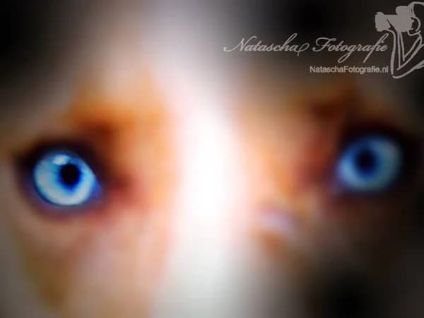 Lakota American Indian Dog