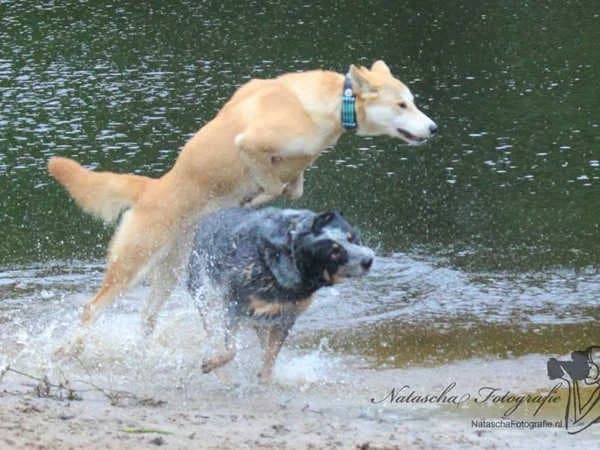 Abbey American Dingo / Indian Dog
