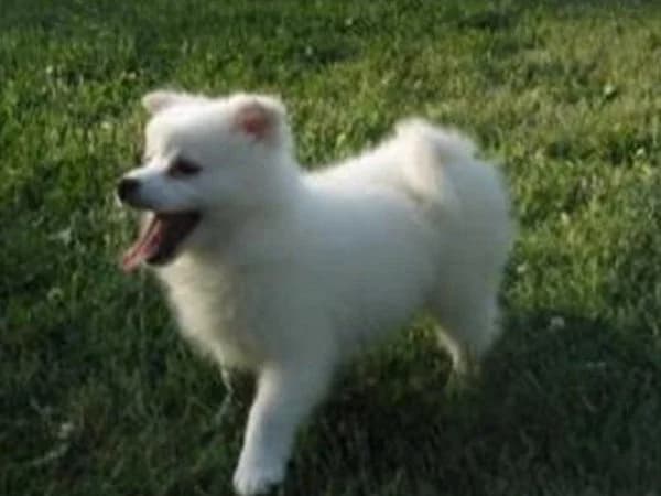 Eski