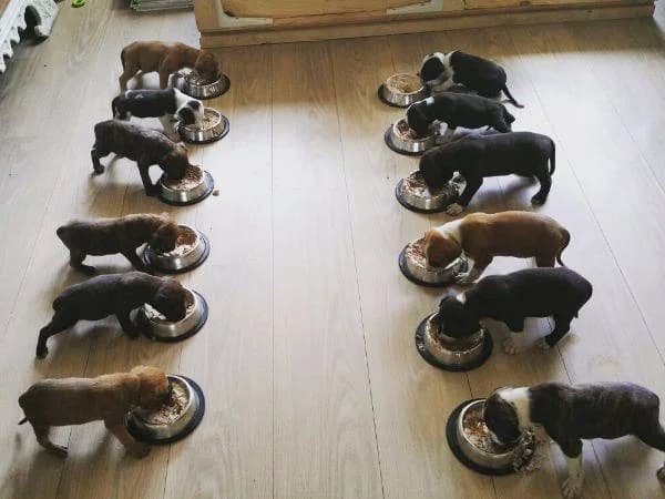 Pups