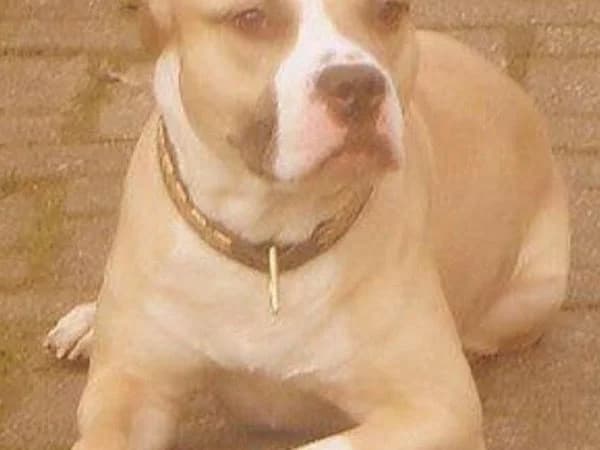 Chico