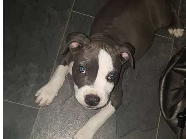 Gino