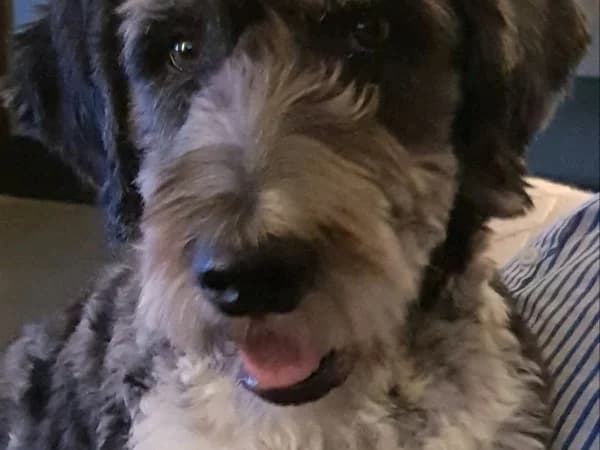 Bugsy Biggels