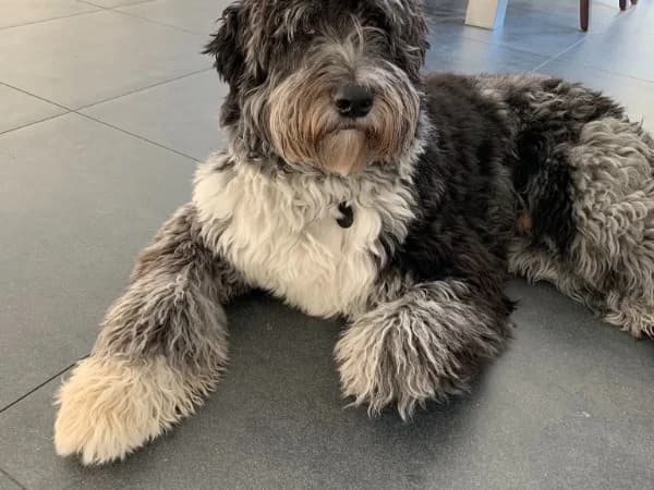 Bugsy Biggels