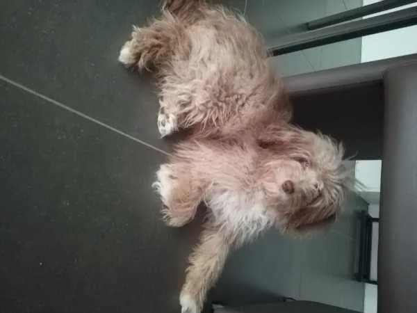 Marcel