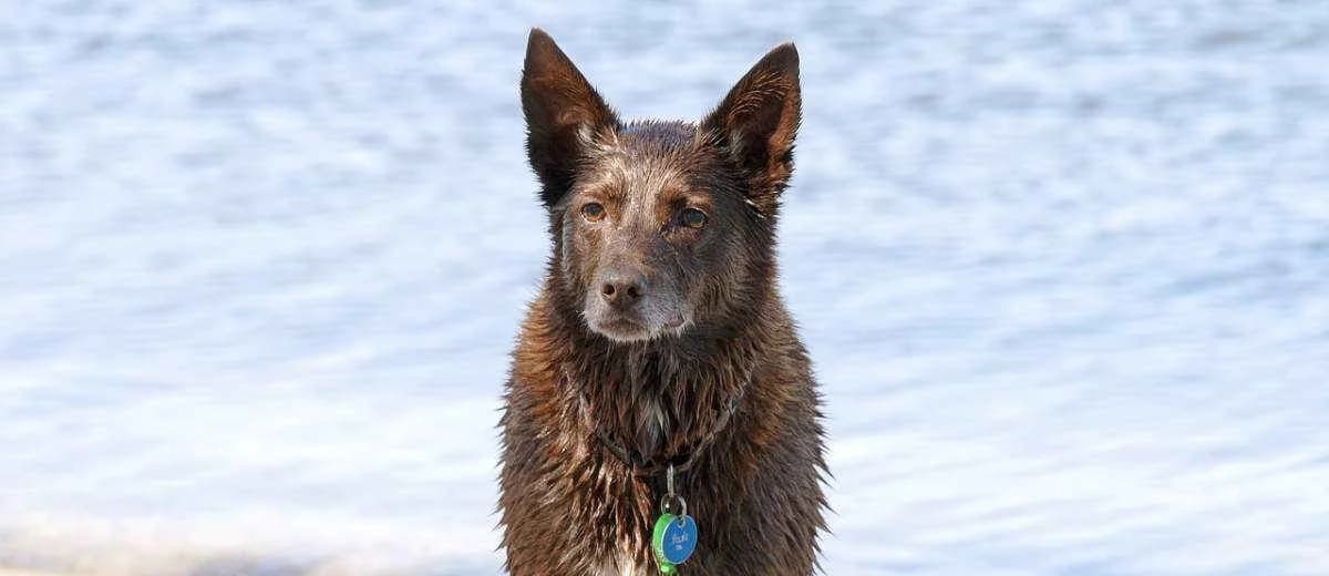 Foto van de Australische Kelpie