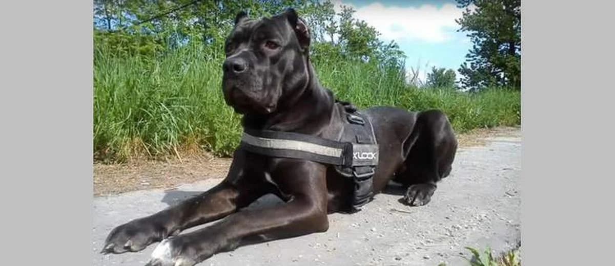 Foto van de Bandog