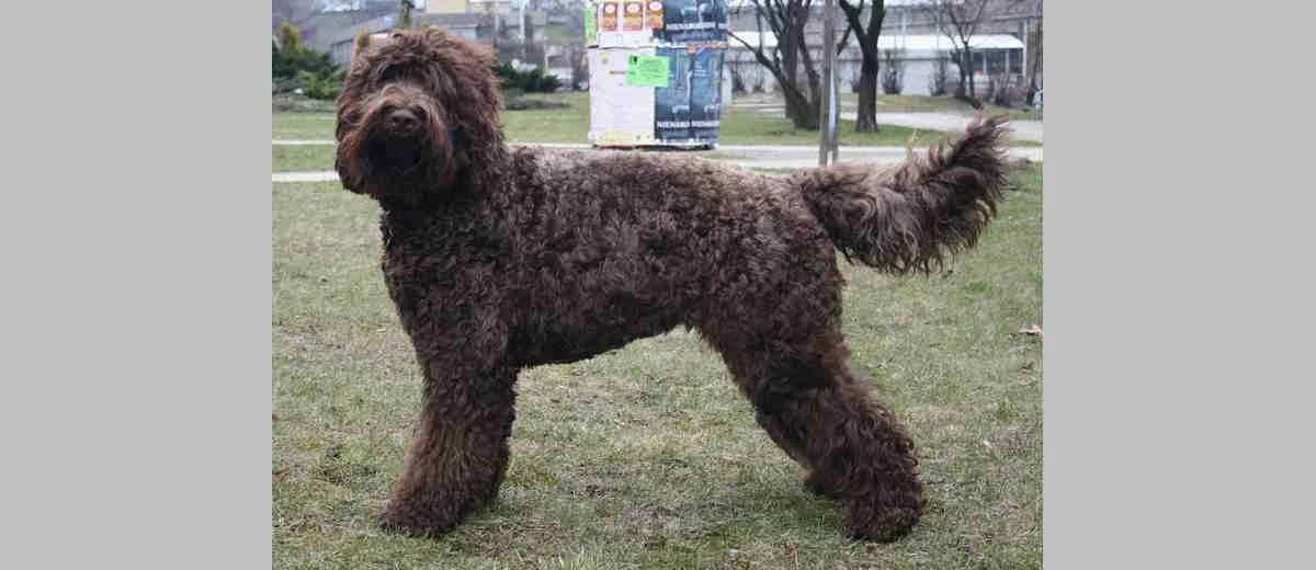 Foto van de Barbet
