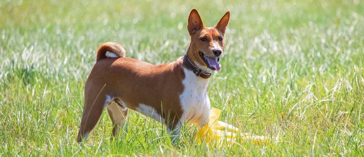 Foto van de Basenji