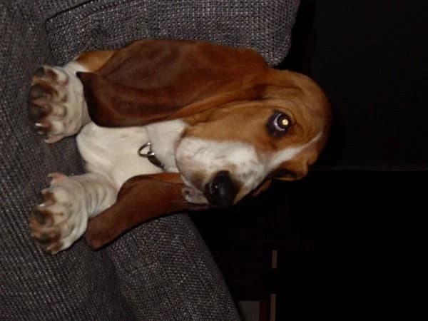 buddy
