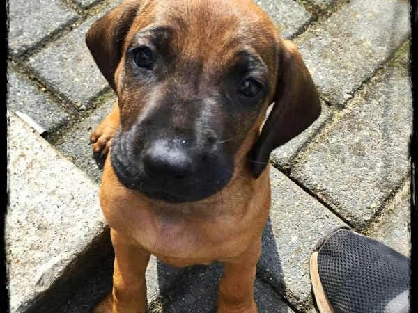 Hannoveraanse zweethonden pups