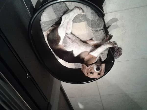 Bailey