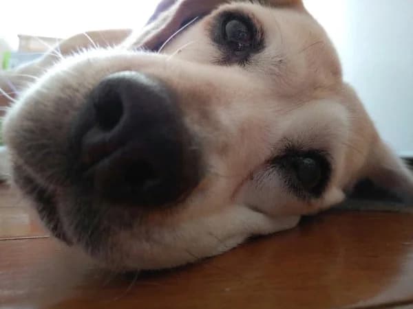Sadie