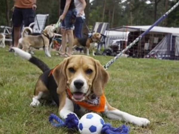 Yerma de Beagle