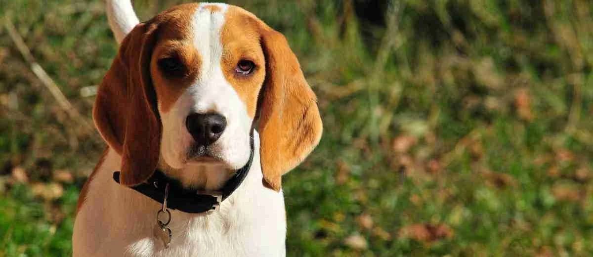 Foto van de Beagle