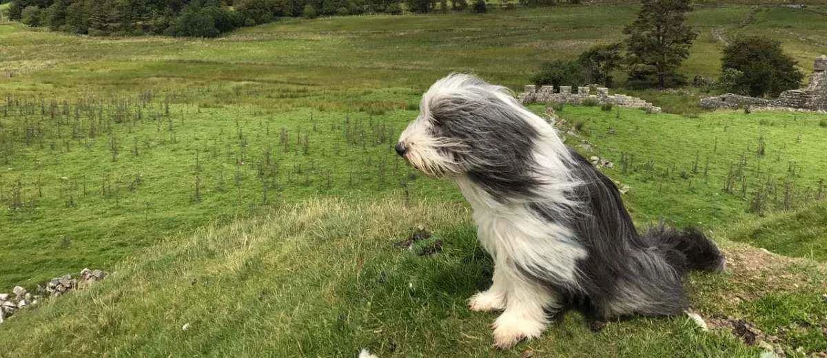 Foto van de Bearded Collie