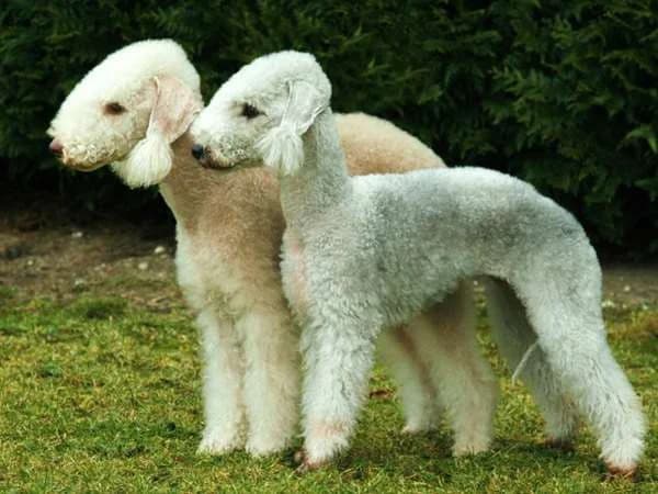 Kimber en harrie