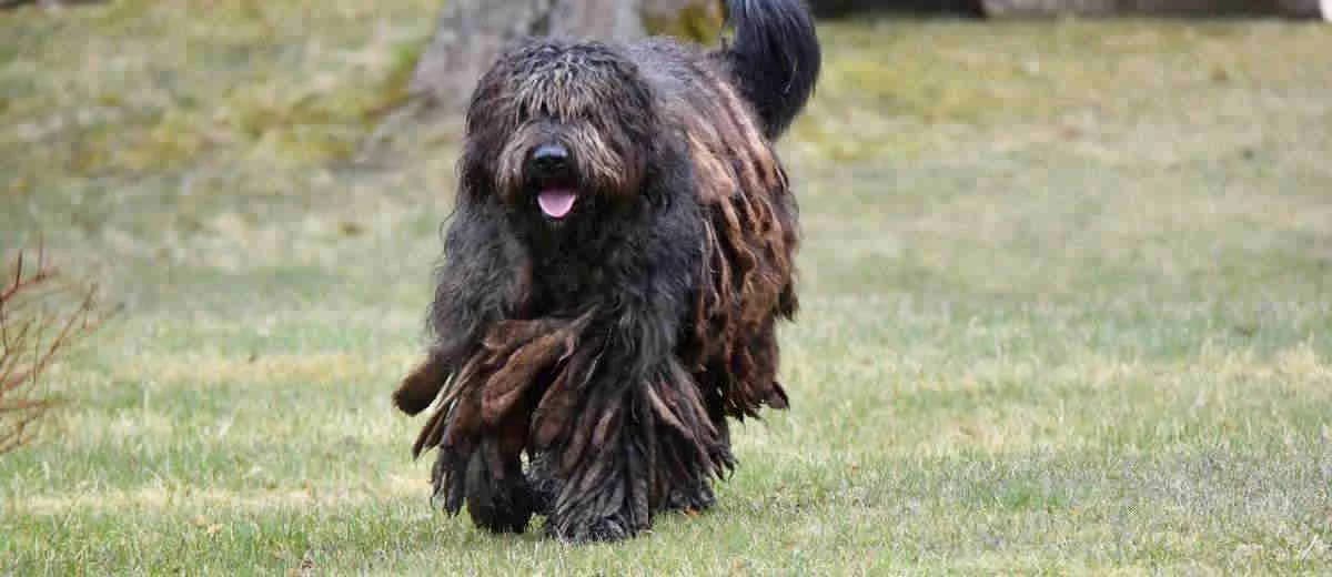 Foto van de Bergamasco
