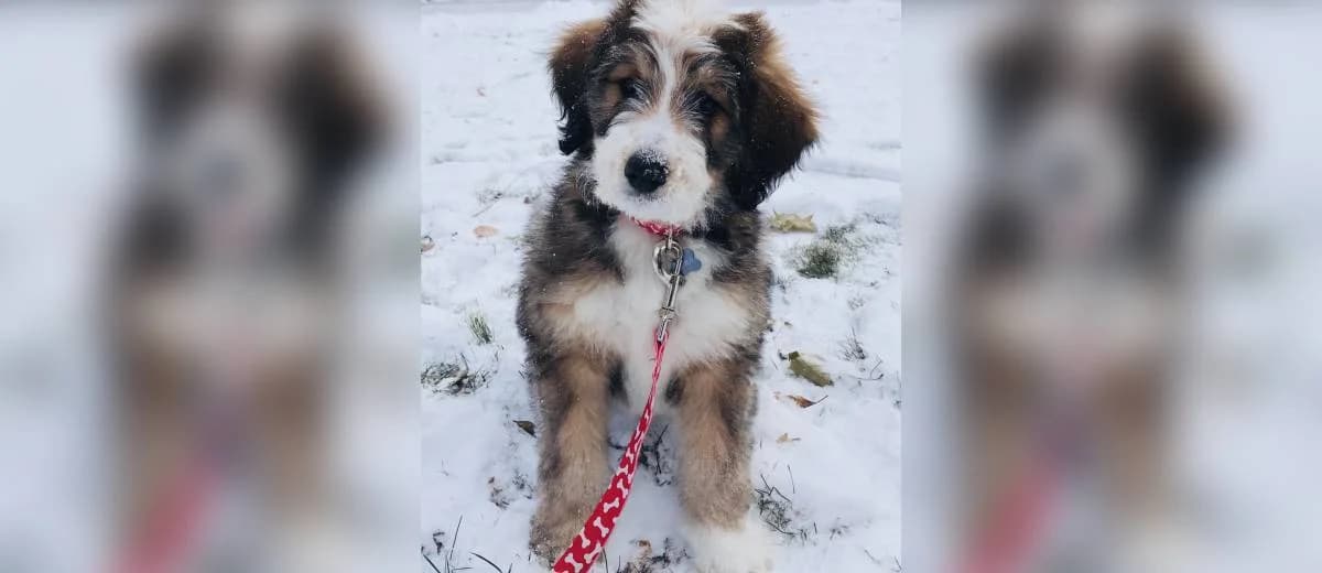 Foto van de Bernedoodle