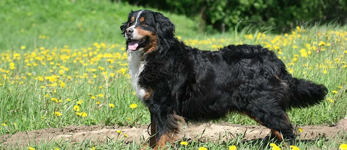 Foto van de Berner Sennenhond