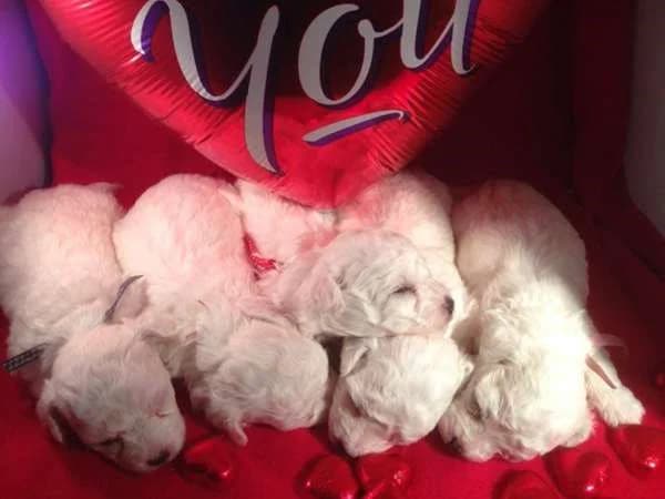 Bichon Frise
