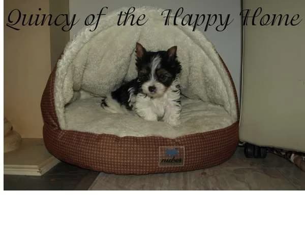 Quincy of  the Happy Home