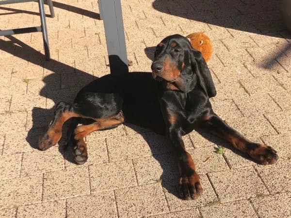 Puppie Teun