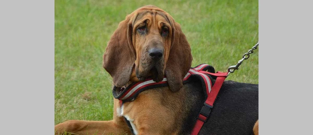 Foto van de Bloedhond