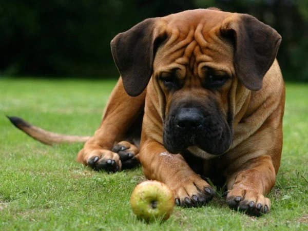 Groote Heide Cupido