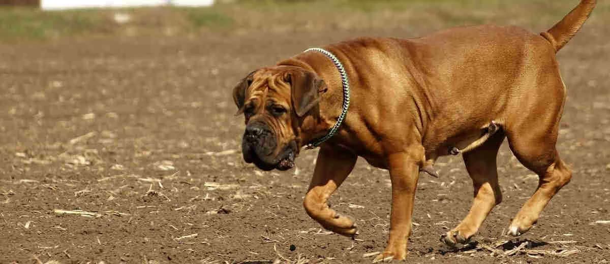 Foto van de Boerboel