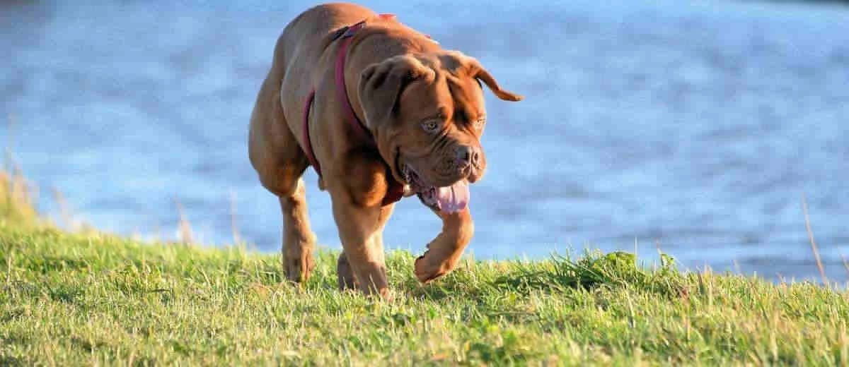 Foto van de Bordeaux Dog