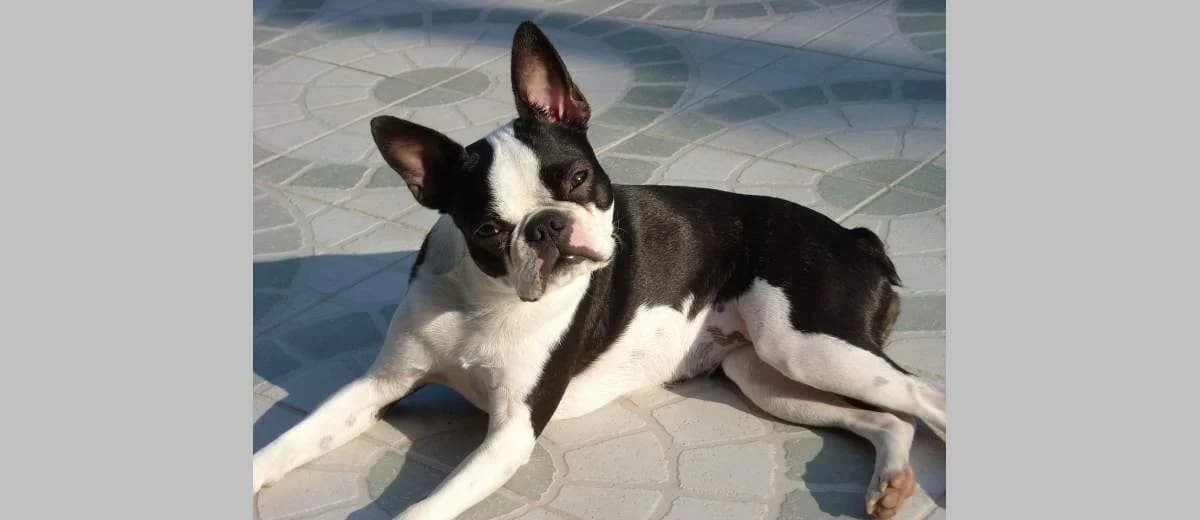 Foto van de Boston Terriër