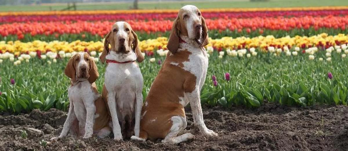 Foto van de Bracco Italiano