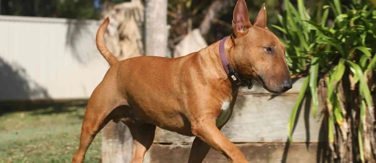 Foto van de Bull Terriër