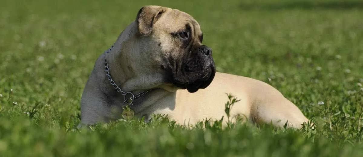Foto van de BullMastiff